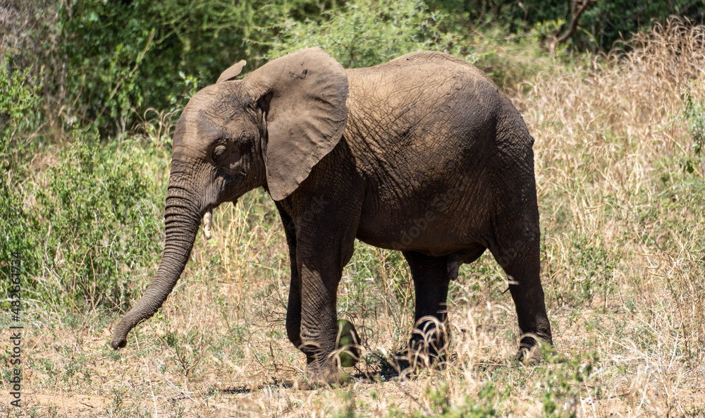 Elefant Elephant walk
