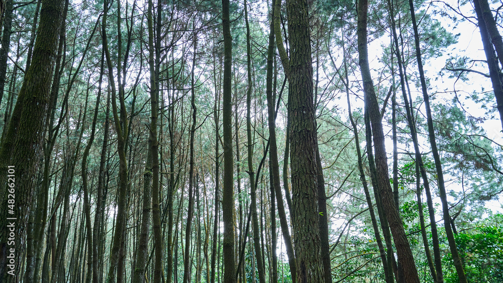 beautiful tall pine tree growing fresh in the forest beautiful tall pine tree growing fresh in the forest