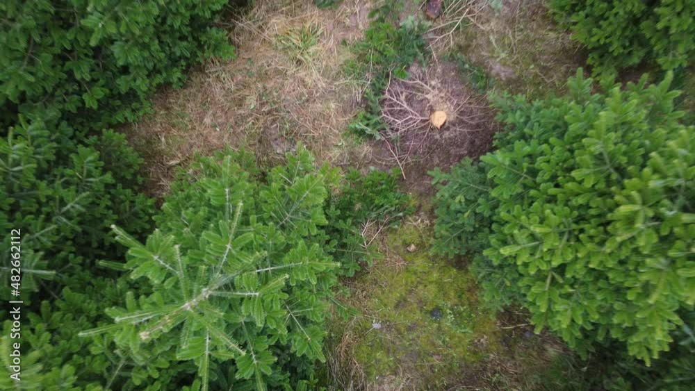 We are flying through the forest We are flying through the forest