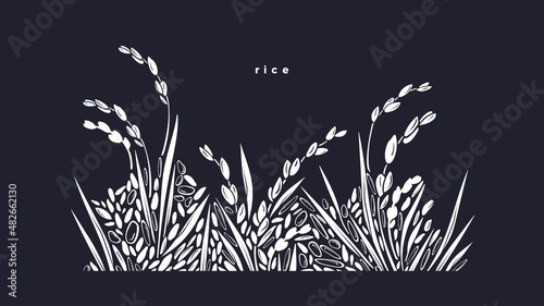 Fotografie, Obraz Rice splash. Grain border. Vector paddy field