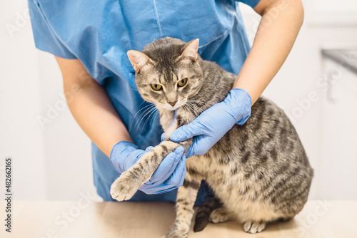 Veterinarian doctor examining the injured leg of a cat