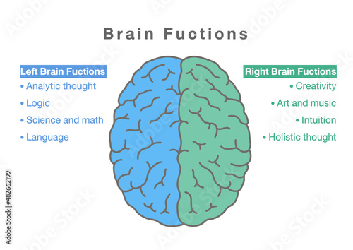 Human brain's right and left functions. Medical diagram for processes for getting and working with the information of the brain.
