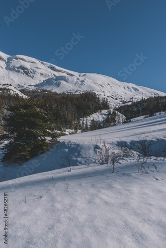 A picturesque landscape view of the French Alps mountains and tall pine trees covered in snow on a cold winter day (the Devoluy valley) © k.dei