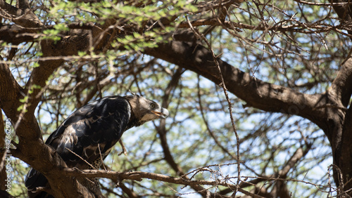 white tailed eagle