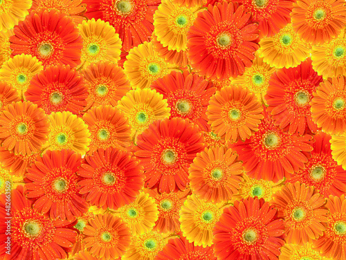 Spring background with yellow and orange gerbera flowers. Full frame. Best for Women's Day, Valentines, Mother's Day. 