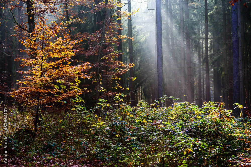 Beams of sun light shining through autumn mist in CHKO Brdy, Czechia.