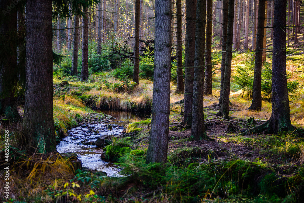 Fototapeta premium A brook in CHKO Brdy, Czechia.