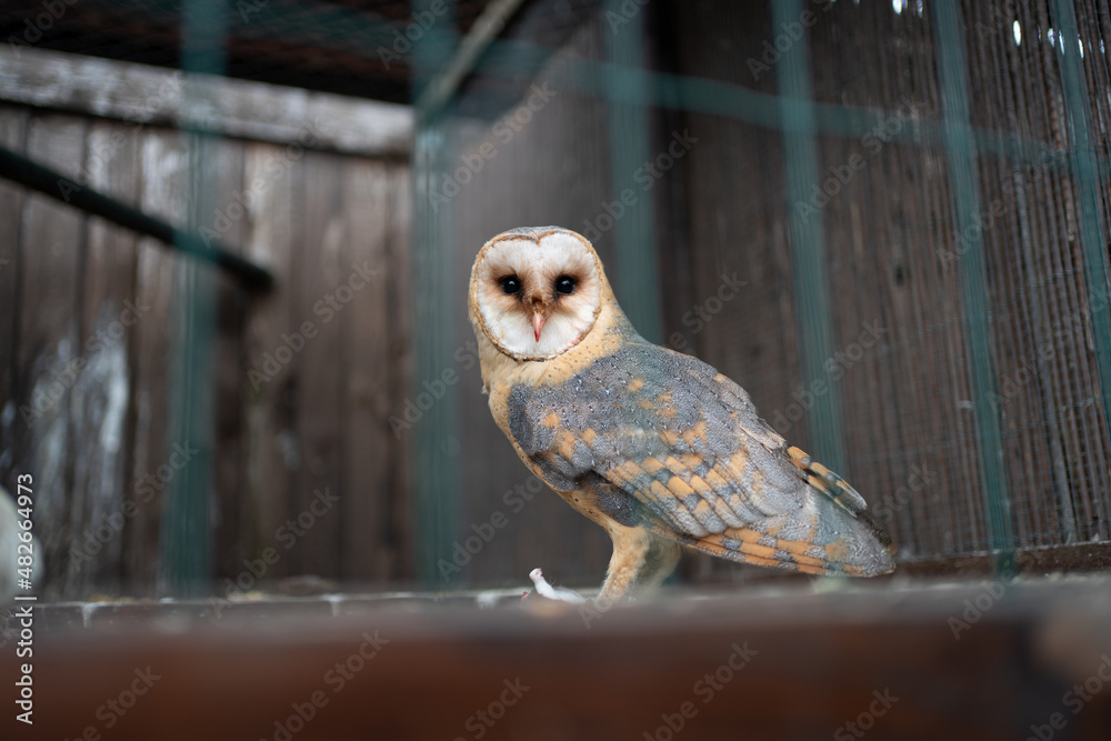 Naklejka Tyto alba owl in care of falconer