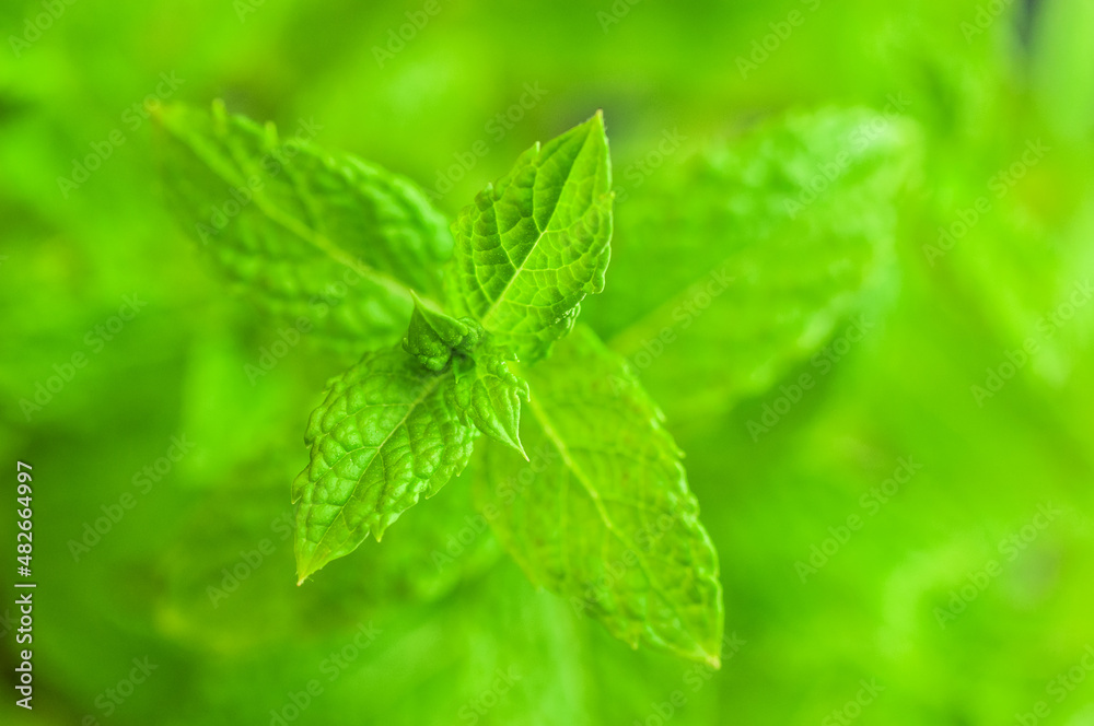 Vividly green fresh mint plant on black background