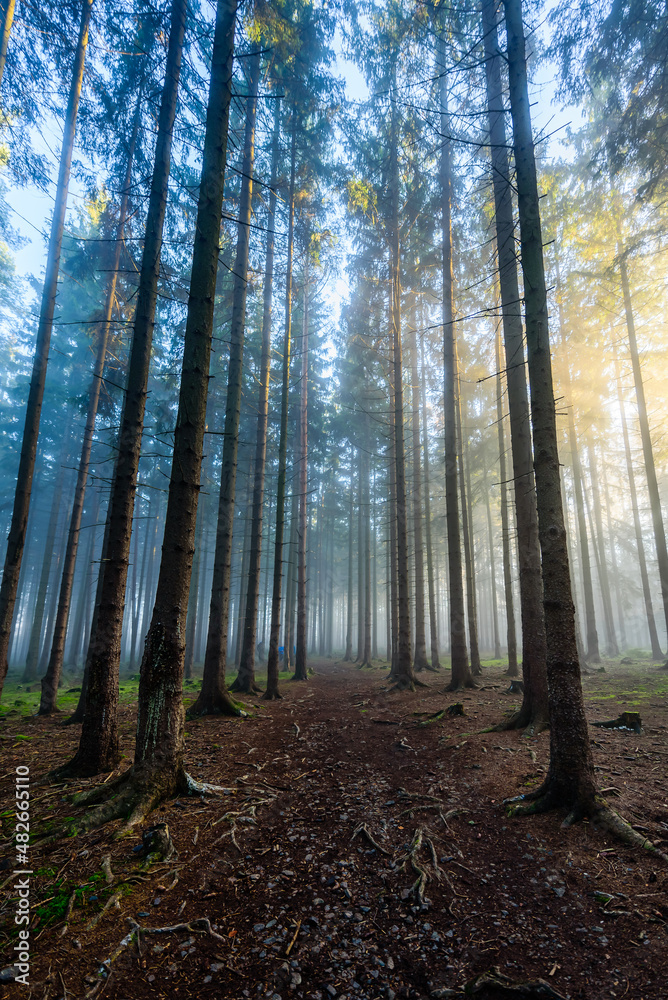 Beams of sun light shining through autumn mist in CHKO Brdy, Czechia. Beams of sun light shining through autumn mist in CHKO Brdy, Czechia.