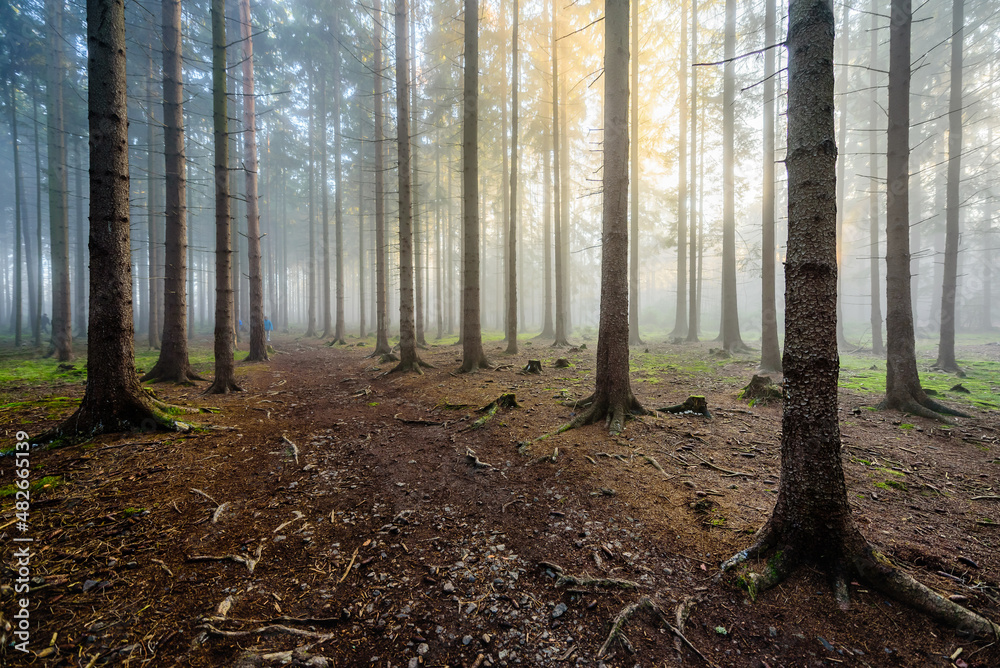 Obraz premium Beams of sun light shining through autumn mist in CHKO Brdy, Czechia.