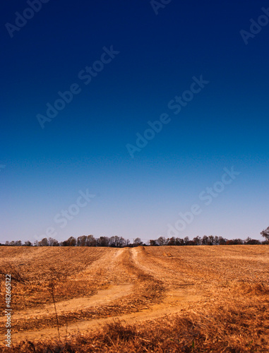 landscape with a tree