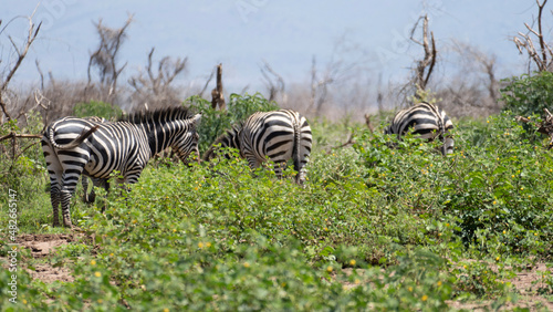 zebra eating grass