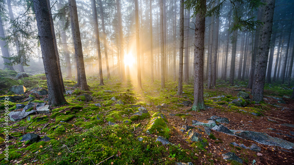 Naklejka premium Beams of sun light shining through autumn mist in CHKO Brdy, Czechia.