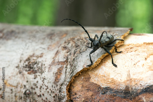 Morimus funereus, longhorn beetle in its natural habitat on a moss-covered log in a green spring forest - selective focus, space for text © diyanadimitrova