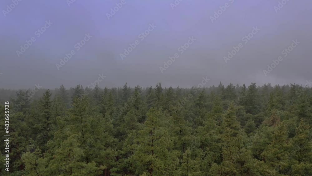 fog in the forest fog in the forest