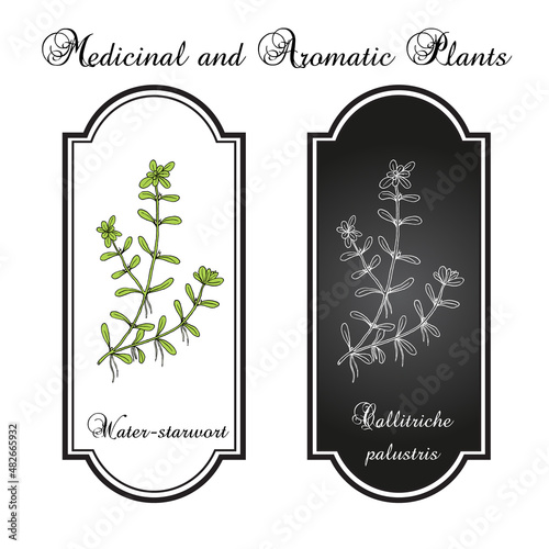 Vernal water-starwort Callitriche palustris , aquatic plant