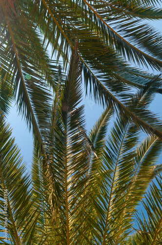 Sunlit leaves of a palm tree on a blue sky
