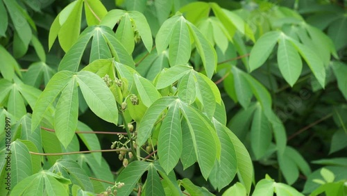 Wallpaper Mural Cassava leaves on the tree. Indonesian call it singkong or ketela Torontodigital.ca