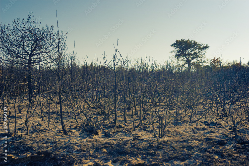 Scorched bushes and trees after fire in Croatia