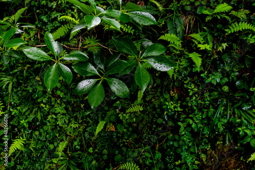 Wallpaper Mural 葉の壁 Torontodigital.ca