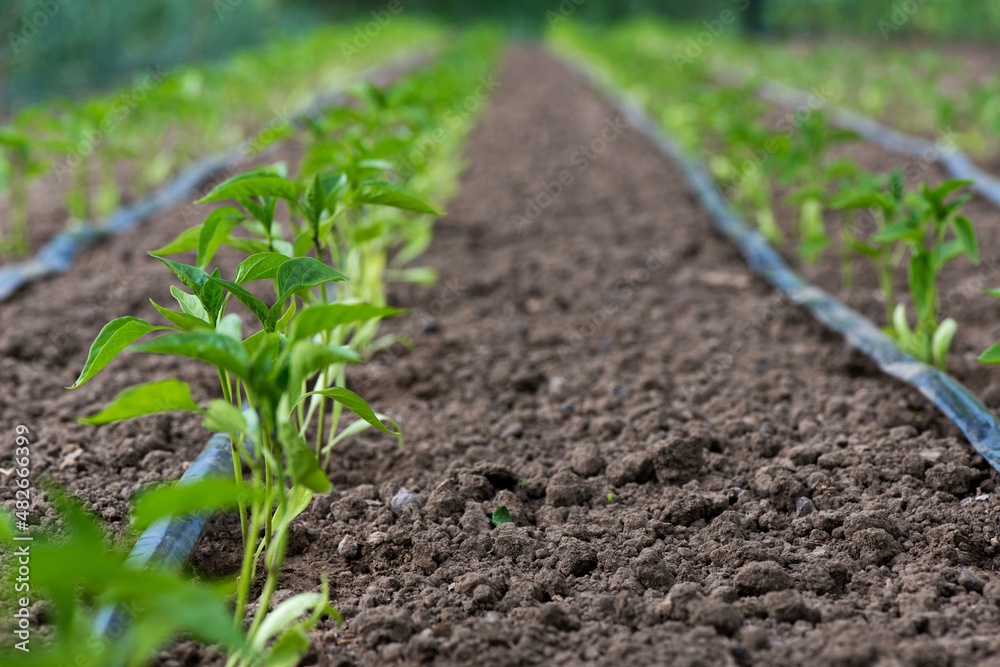 greenhouse with pepper plant and drip irrigation system- selective focus