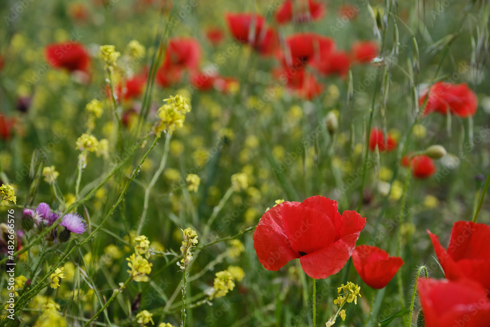 Field with poppies and wildflowers,  Shallow depth of field. 