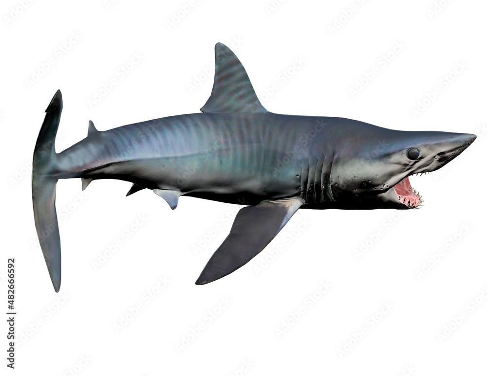 Fototapeta premium Tiger Shark