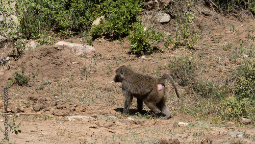 warthog in the wild