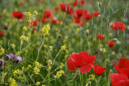 Field with poppies and wildflowers, Shallow depth of field. 