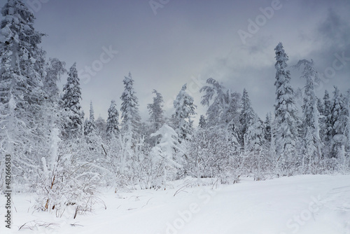 winter forest in the snow, ate in the mountains under the snow