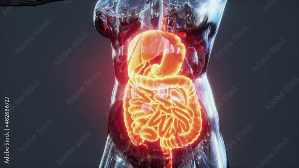 Anatomy of human body with digestive system Stock Video Biology Diagrams