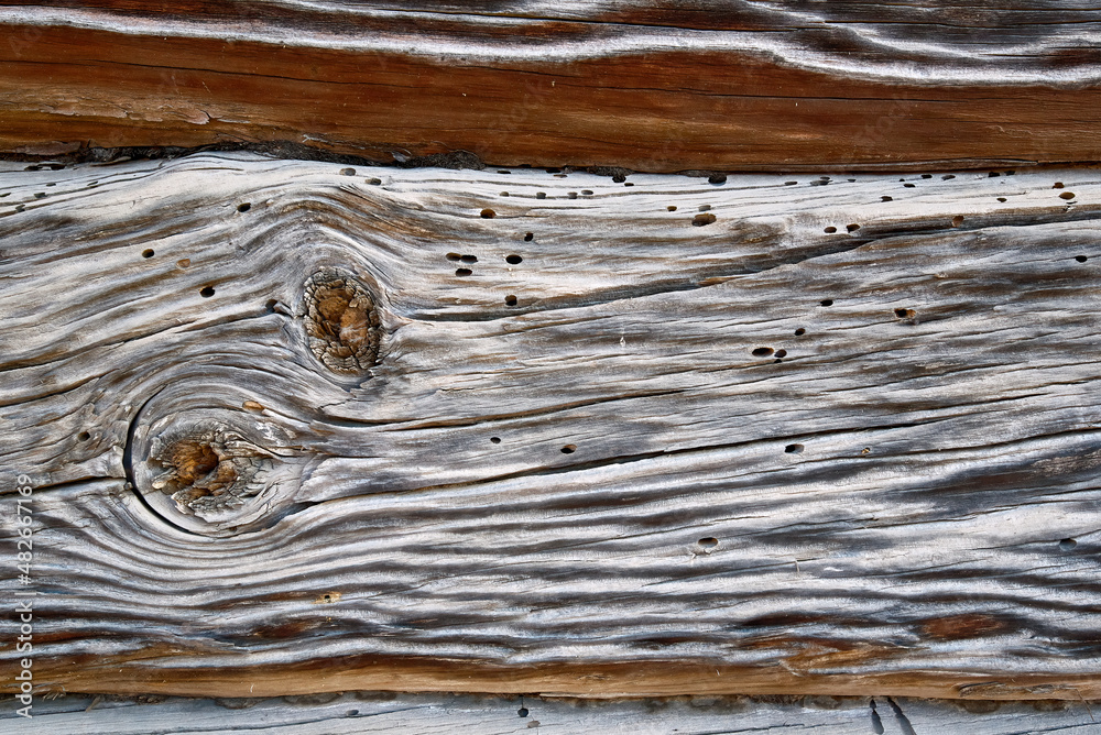 Wood background with termite holes. Holes in the wood from common