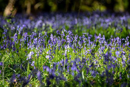 Fototapeta Naklejka Na Ścianę i Meble -  Bluebells in the Spring Sunshine