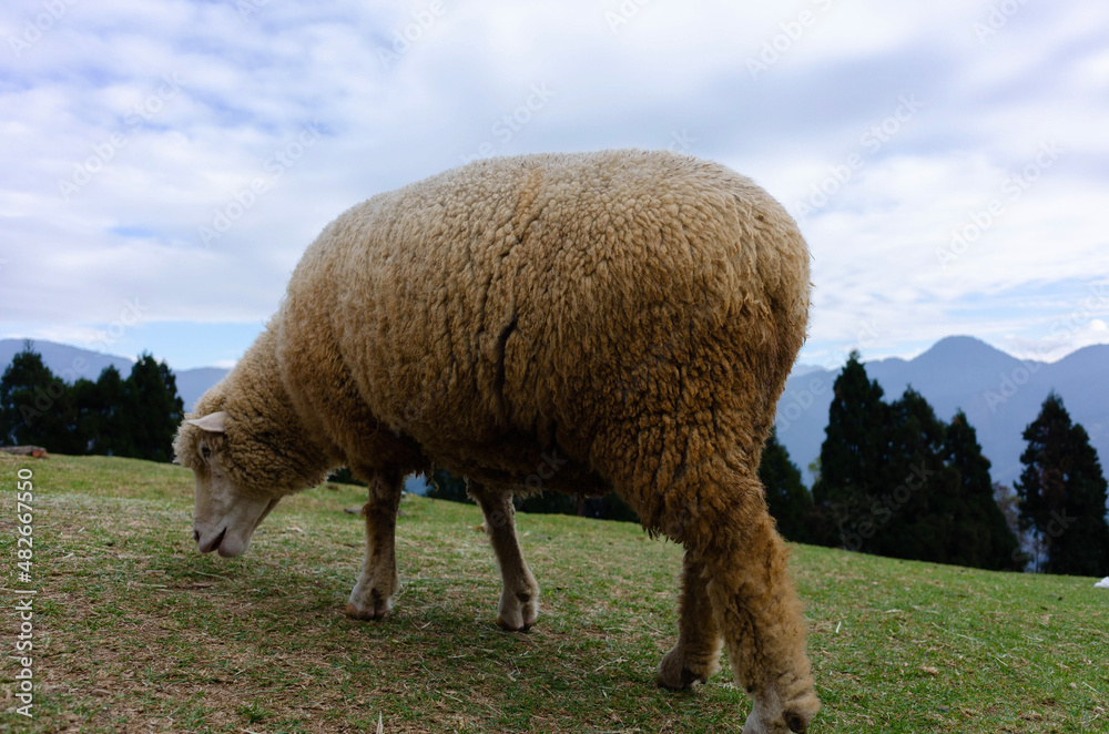 sheep in the field sheep in the field