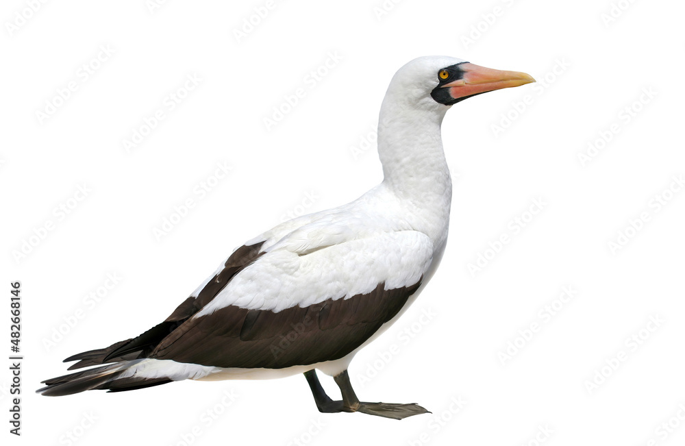 Obraz premium masked booby (Sula dactylatra) similar to Nazca Booby (Sula granti), isolated on white background