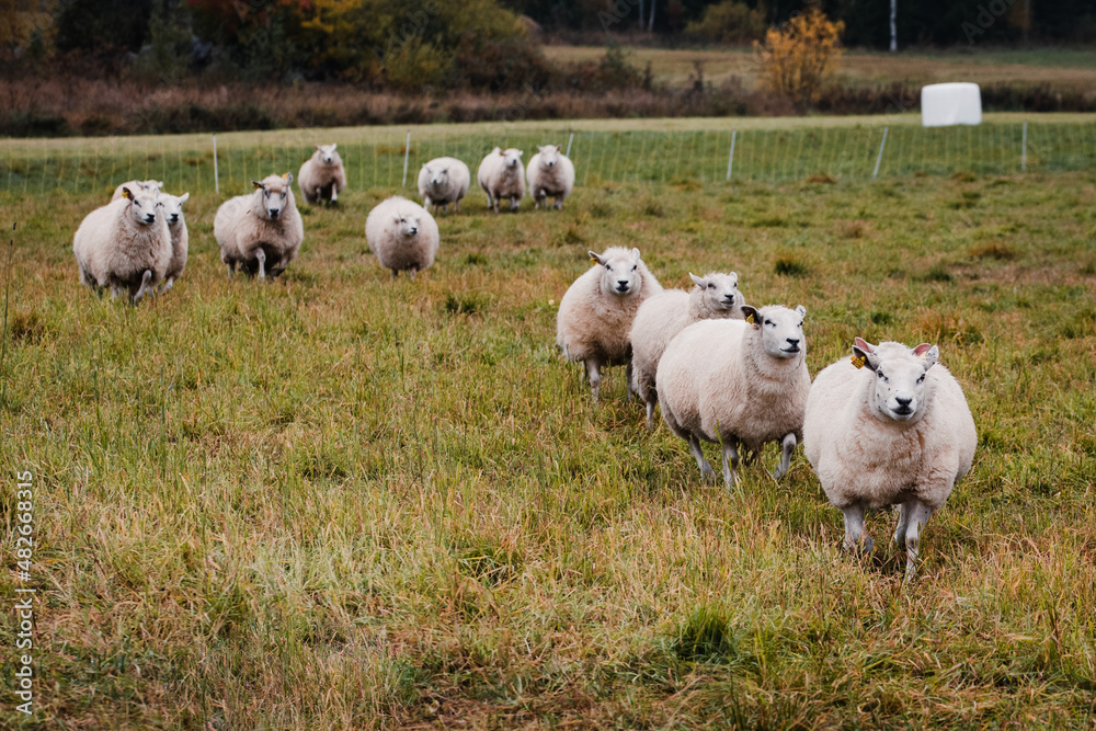 Obraz premium Running sheep