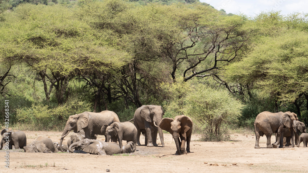 herd of elephants herd of elephants