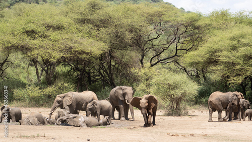 herd of elephants © TravelLensPro