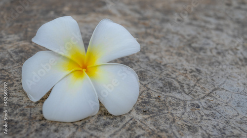 Selective focus of white and yellow flowers fallen on cement floor, Plumeria known as frangipani is a genus of flowering plants in the family Apocynaceae, Nature floral background with free copy space