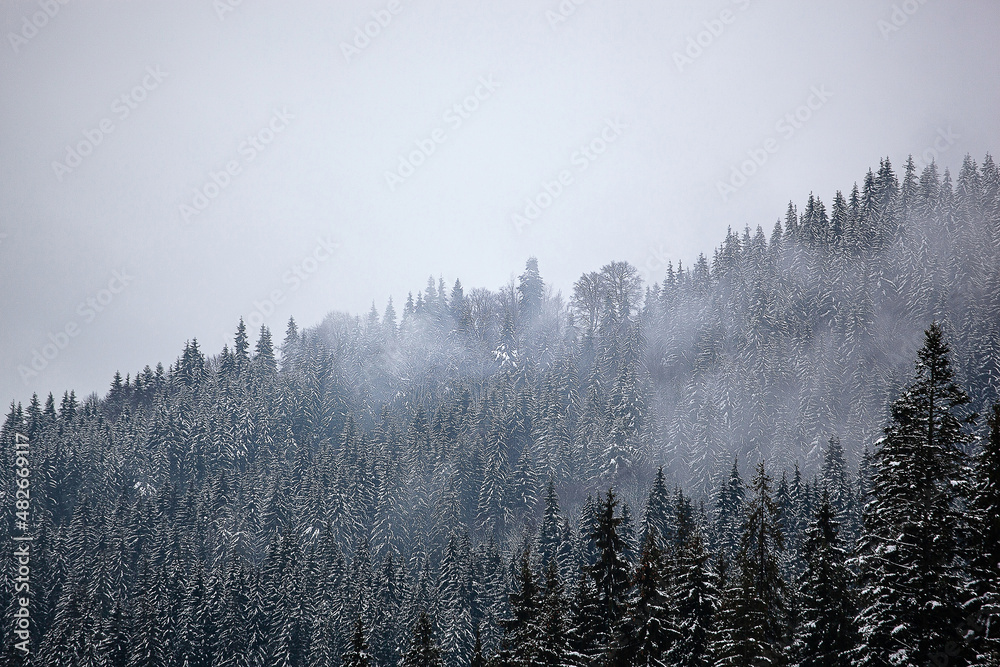 Pine trees covered with snow on the mountain slopes. Conifers in winter. Winter landscape.