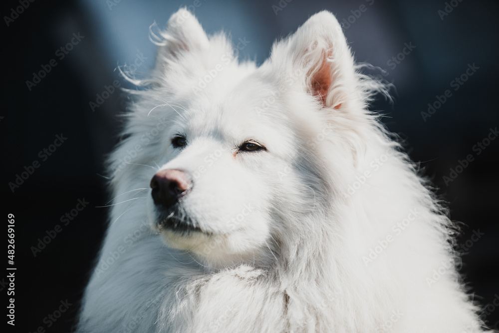 portrait of a white Samoyed looking
