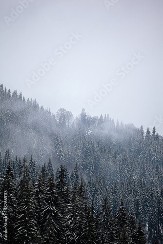 Pine trees covered with snow on the mountain slopes. Conifers in winter. Winter landscape.