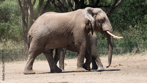 Elephants Shower Elefantendusche mit Sand