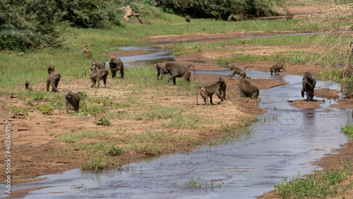 herd of wildebeest © TravelLensPro