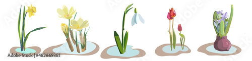 Set of spring flowers. Vector collection of Crocus, tulip, geocinth, narcissus, snowdro photo