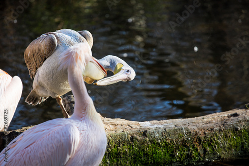 Beautiful pelican in the zoo of Munich, Germany © Enrico Buss