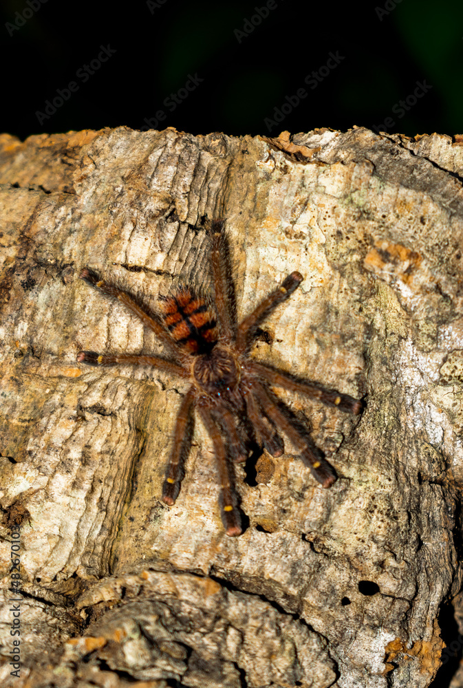 Avicularia juruensis