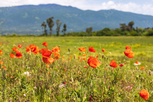 Obraz na plátně blooming red poppies on a background of mountains
