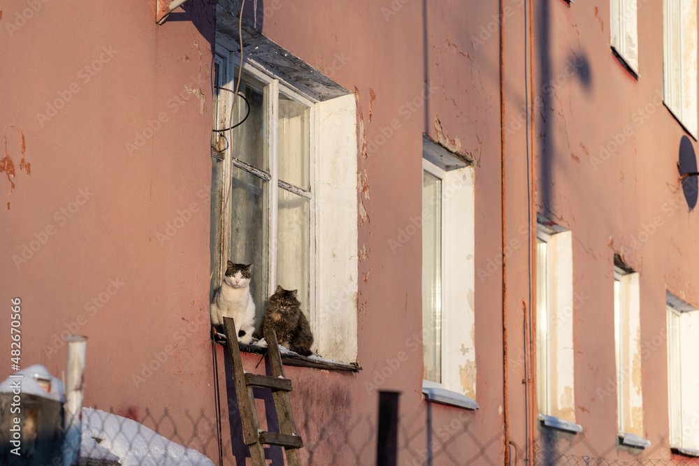 Cats sitting on windowsill enjoy sunny winter day. Happy homeless kittens warming outdoors. Old living building exterior wall with satellite dishes. Life in village or countryside